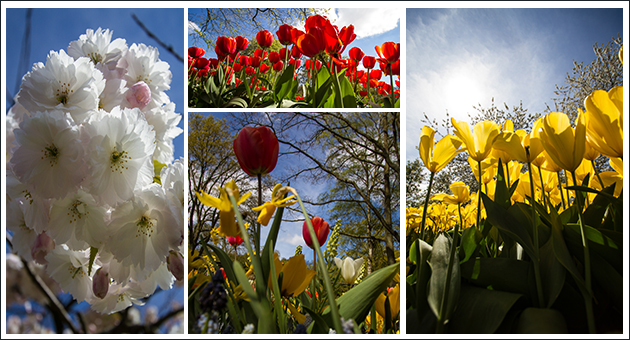 De keukenhof